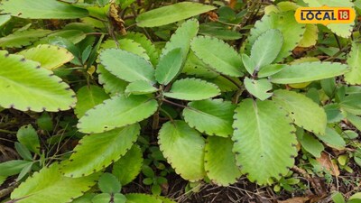 Patharchatta Plant: Discover Amazing Medicinal Benefits and Uses