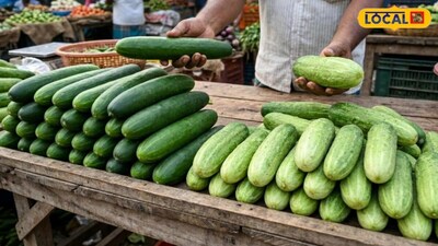 Boost Your Earnings With This Amazing Cucumber Variety Yielding Up To 10 Quintals
