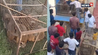 Alwar Villagers Fight Back: 50 Looting Monkeys Caught, Operation Continues