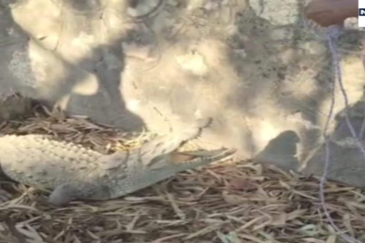 Crocodile In School: Alligator Reaches School Ground After Water Drought In Pond, Forest Department Leaves Jawai Dam