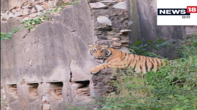 बाघिन ST-2302