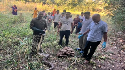 Two Giant Pythons Rescued from Rajsamand Fields