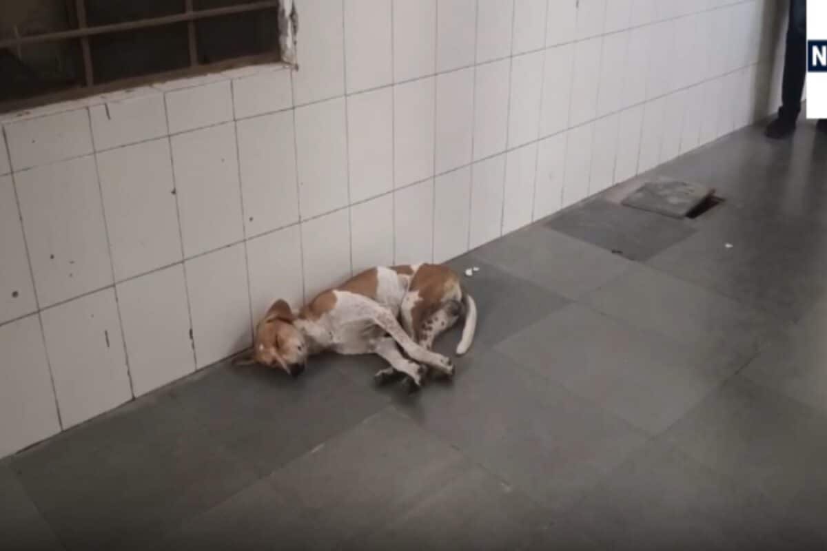 टोंक के सरकारी अस्पताल में व्यवस्थाएं चरमराई, डॉक्टर नदारद और गलियारों में घूम रहे कुत्ते