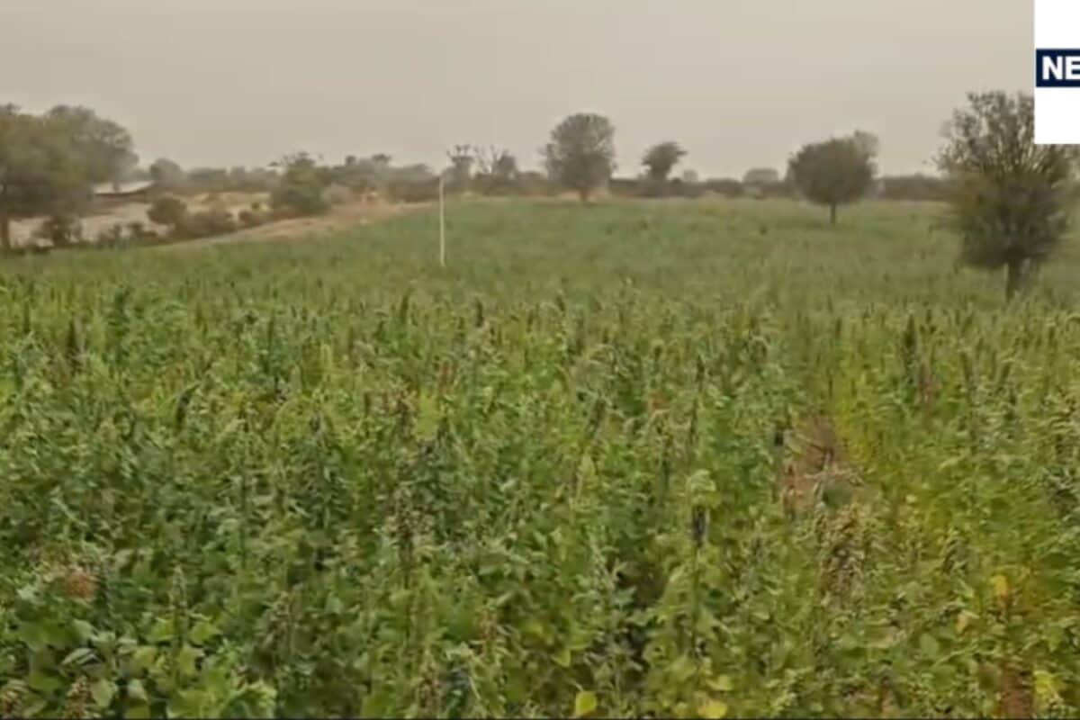 Jalore Farmer Success Story: खेत में छोटी सी जगह से शुरू किया, आज 30 देशों में पहुंच रहा राजस्थान के किसान का किनोवा