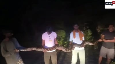 16 फीट लंबा विशालकाय अजगर 