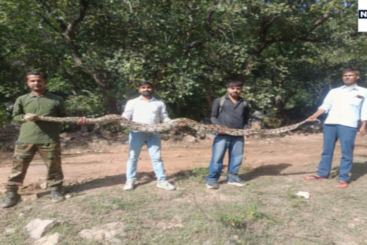 Massive 15-Foot Python Rescued Near Residential Area in Alwar District