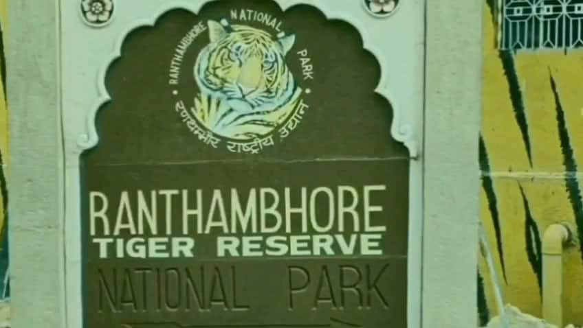Fierce Territorial Battle Erupts in Ranthambore Tiger Reserve, Leaving Famous Tiger T-108 Injured