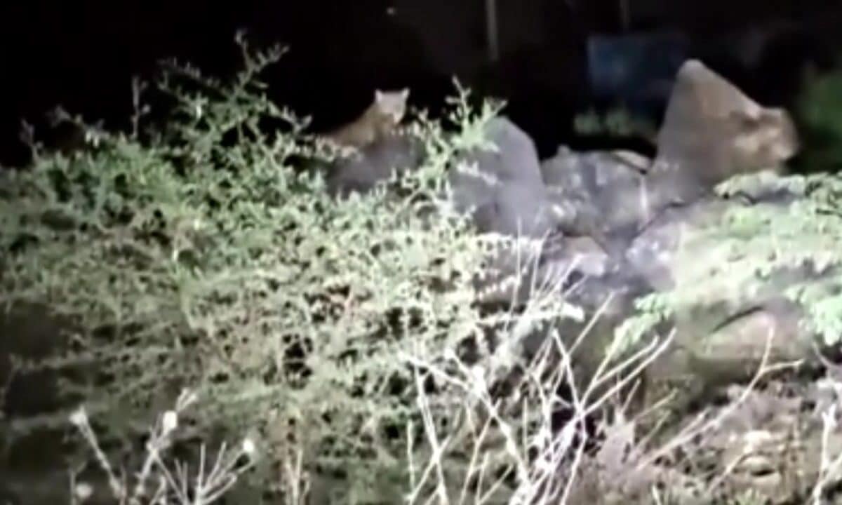 Panther Movement Near Awara Mata Temple in Bhilwara Creates Panic Among Villagers