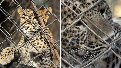 Why 94 tigers and leopards are locked up in Uttarakhand rescue centers with no space left