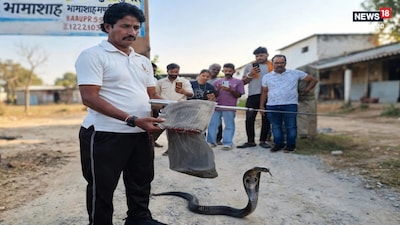कोटा के भामाशाह मंडी इलाके में एक फैक्ट्री के पास स्ट्रीट डॉग और कोबरा के बीच जोरदार संघर्ष देखने को मिला