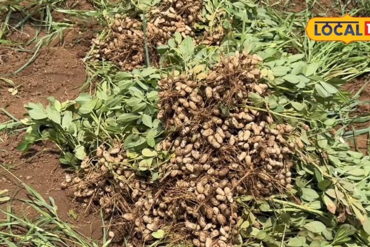 Groundnut Harvest Advisory Urges Precaution for Quality and Yield