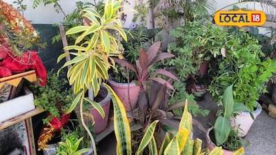 गमले में पौधे लगाने के बाद मिट्टी में कीट लगने की समस्या को घरेलू उपाय से दूर कर सकते हैं