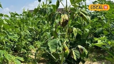 सीकर में बारिश के लंबे अंतराल ने जिले में खरीफ फसलों की चिंता बढ़ा दी है