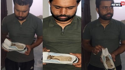 अलवर के सूर्य नगर इलाके में जूते में सांप मिलने से मचा हड़कंप