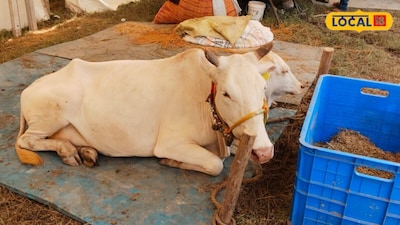 Gangatiri Cow Offers High Milk Yield And Great Profits For Farmers