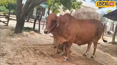 Know These 4 Indigenous Cow Breeds Before Rearing for High Milk Yield