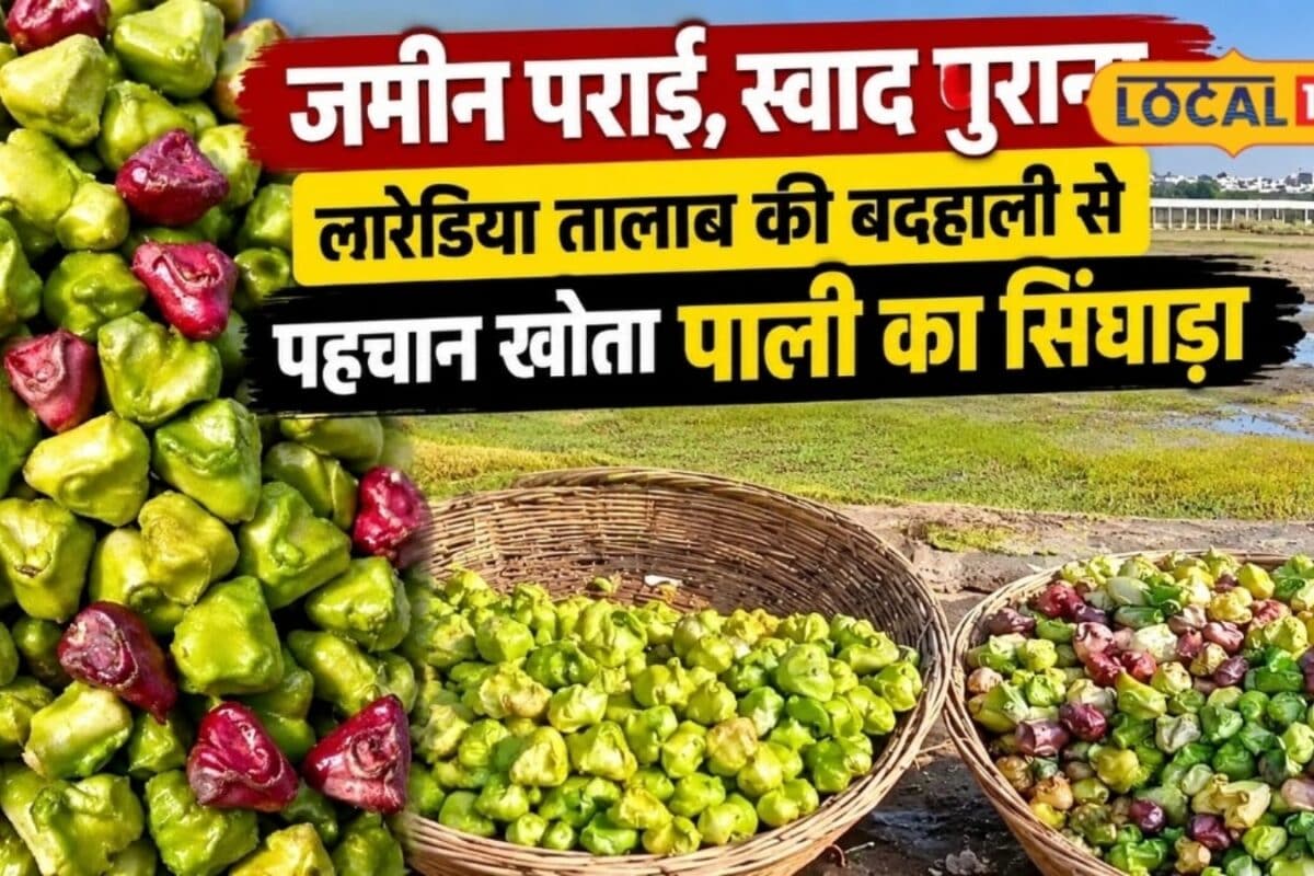 Endangered Heritage: Pali's Famous Water Chestnut Cultivation Faces Severe Crisis Amid Environmental Degradation
