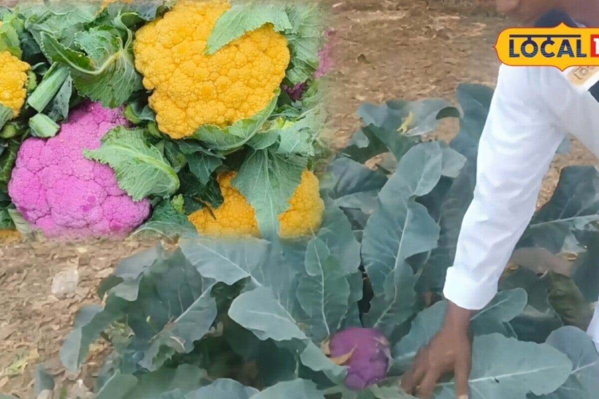 Sirohi Farmers Shift to Organic Purple and Yellow Cauliflower Cultivation