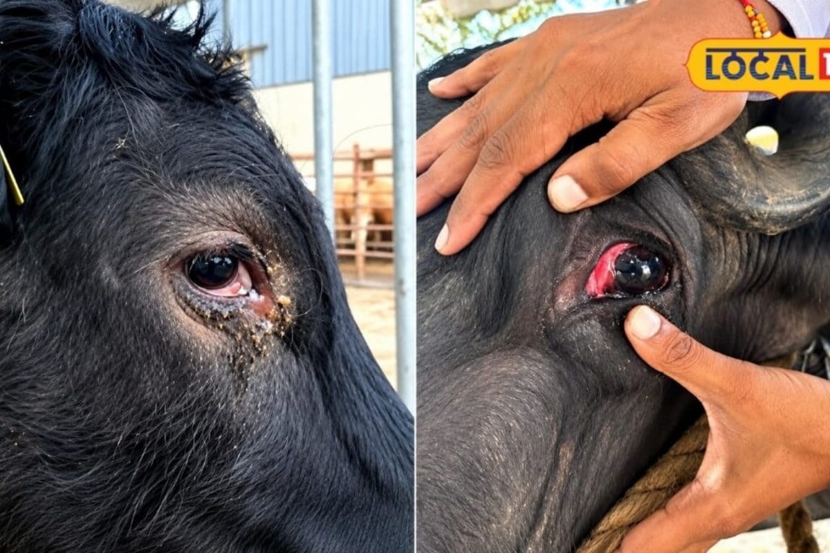 Critical Eye Infections in Dairy Cattle Threaten Vision and Rural Economy