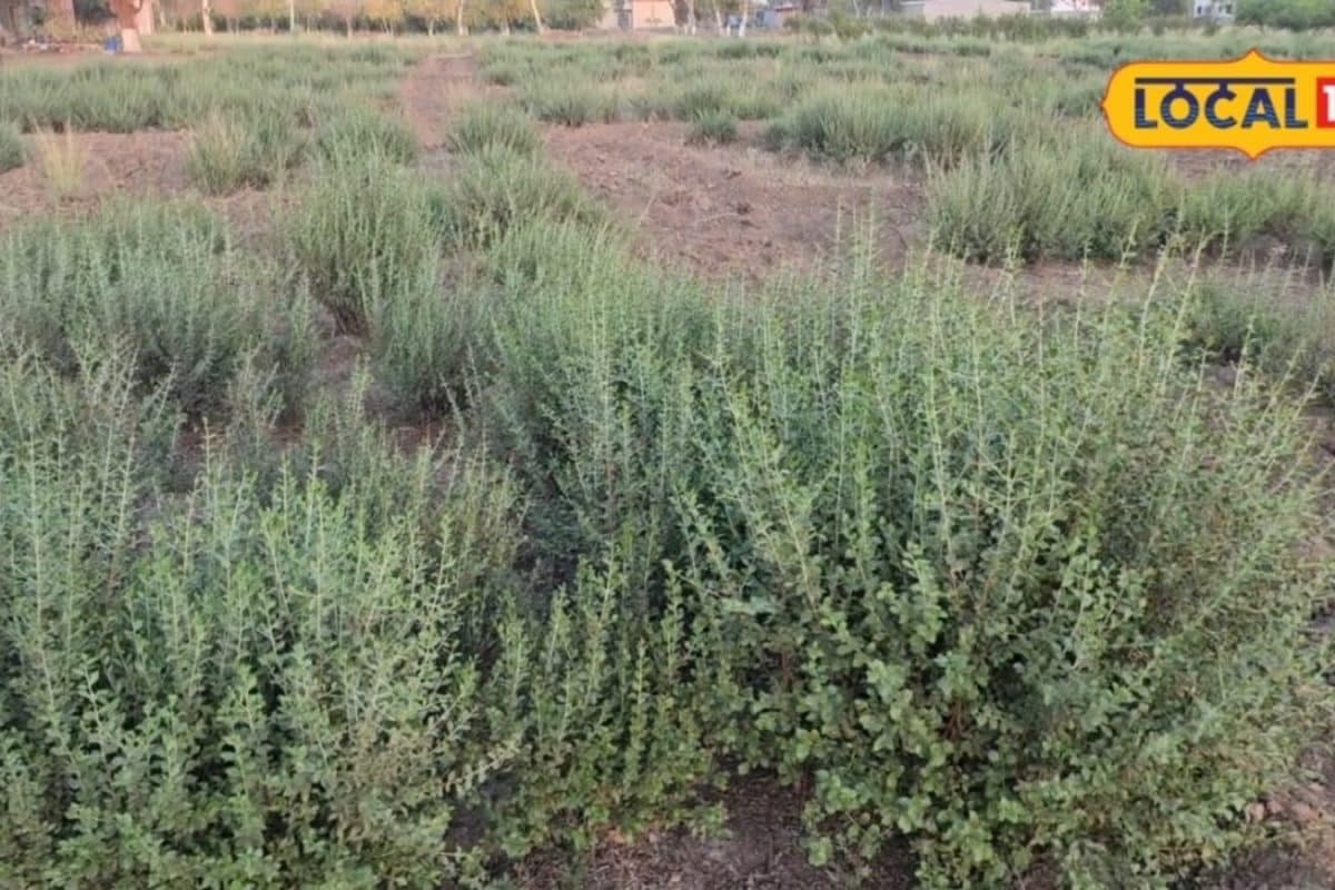 Safeguarding Mehndi Crops from Severe Winter Frost: Expert Farming Guidelines