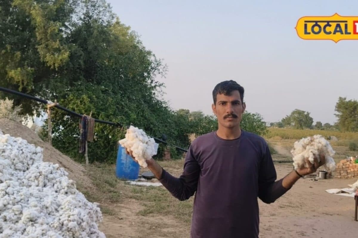 White Gold Blooming in Bikaner Desert: 20 Quintals Yield Recorded in 4 Bighas