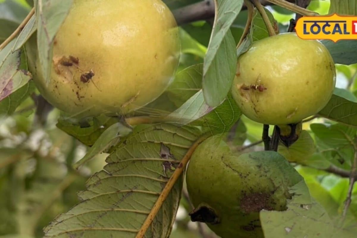 Agricultural Department Issues High Alert for Guava Orchards Across Bharatpur Region