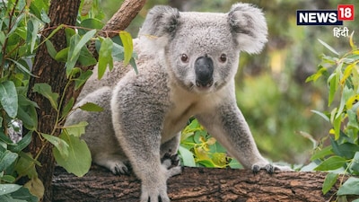 GK Quiz: Which animal has fingerprints that match humans?