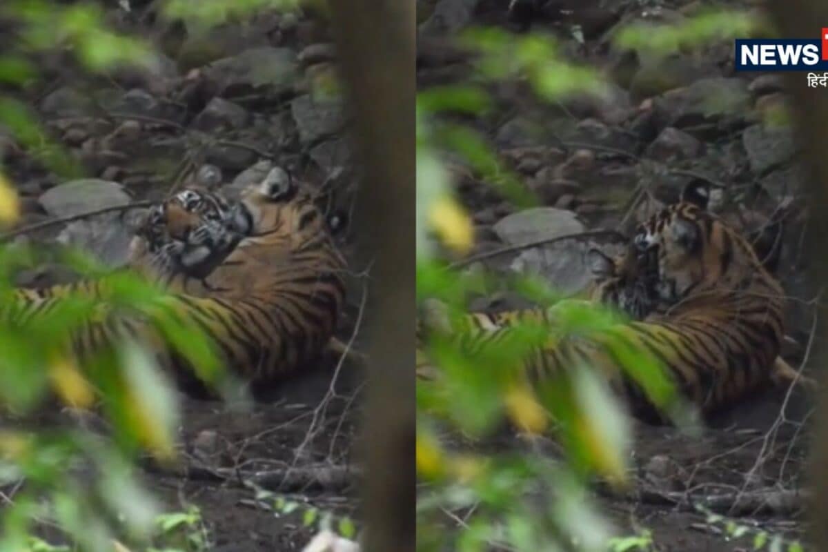 Sariska Tiger Reserve Captures Heartwarming Bond Between Tigress ST-2302 and Cub
