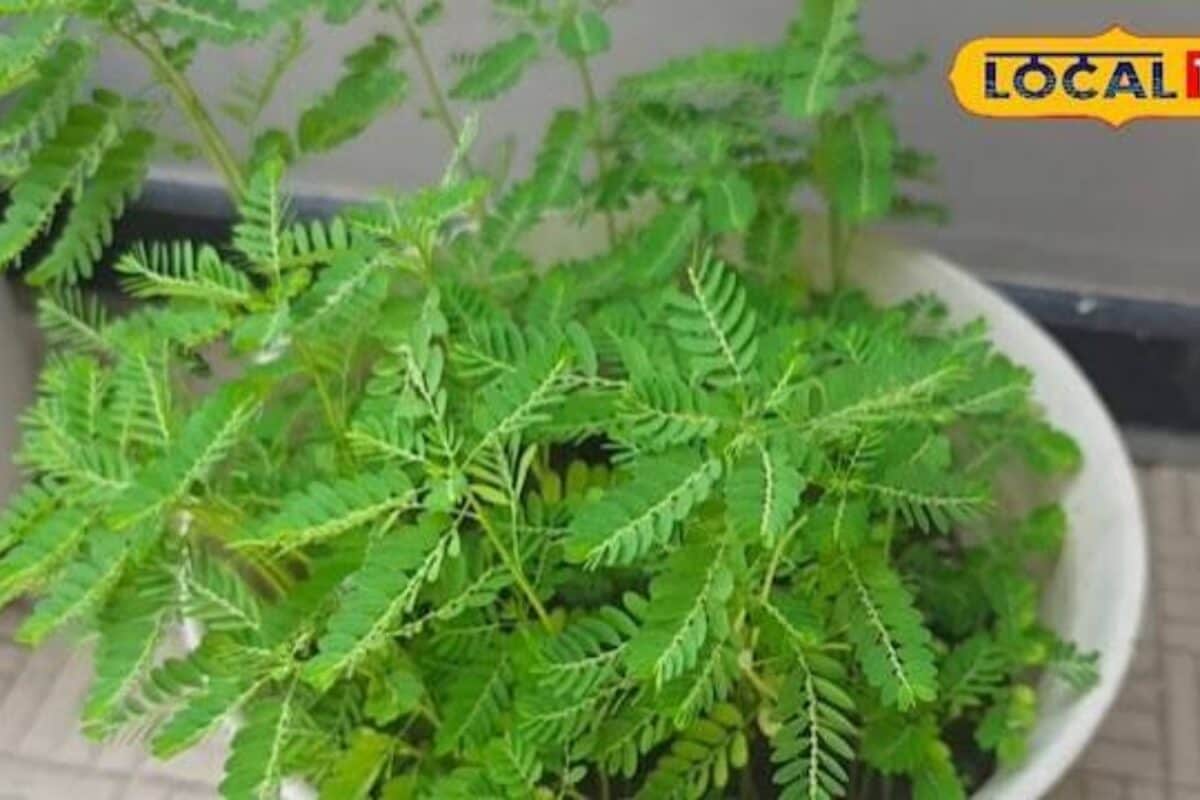 Health Tips: खेतों में आसानी से मिल जाता है भूमि आंवला, जानिए आयुर्वेद में क्यों है इसकी खास पहचान