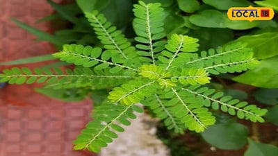 Bhui Amla Benefits: 5 Major Health Advantages of This Medicinal Plant