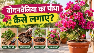 बोगनवेलिया की कटिंग से नया पौधा कैसे उगाएं (इमेज AI)