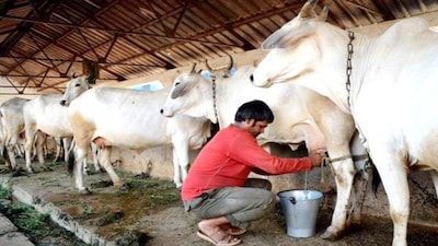 Youth leaves job, returns to village, earns 50 thousand from dairy business