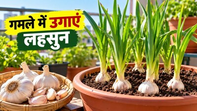 गमले में लहसुन उगाने का तरीका (इमेज AI)