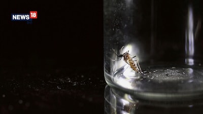 अमेर‍िका में क्‍यों आया दशकों का सबसे बड़ा डेंगू प्रकोप?