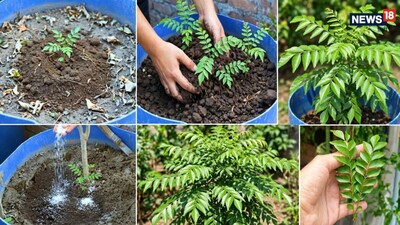 अगर आप मीठे नीम (करी पत्ता) का पौधा घर पर लगाना चाहते हैं तो नर्सरी से अच्छी और स्वस्थ किस्म का पौधा लाएं.