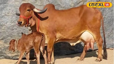 Jhansi's Tanya Bansal Shines With Unique Goshala Initiative Selling Pure Desi Ghee