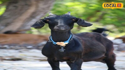 Start Goat Farming With Just 5 Does and 1 Buck for Better Profits