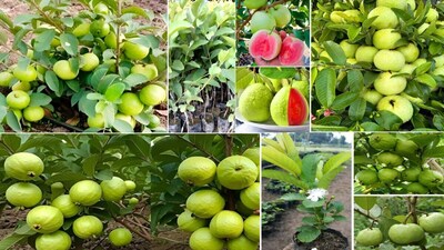 Amrud Ka Paudha Kaise Lagayen : सर्दियों में हरी सब्जियों की बहार आ जाती है.  टमाटर-मूली, मेथी-चने का साग, फूल गोभी की आवक सबसे ज्यादा सर्दियों में होती है. फलों की बात करें तो ठंड के सीजन में अमरूद सबसे ज्यादा पसंद किया जाता है. अमरूद गांव-देहात में सबसे ज्यादा लगाए जाने वाले पौधों में शामिल है. यह भी सच है कि इस पौधों को ज्यादातर लोग बगीचे मे या घर में गमले में लगाते जरूर हैं लेकिन फूल-फल नहीं आते. अक्टूबर का महीने में अमरूद के पौधे की देखभाल खास तरीके से करनी होती है. अगर इस पौधे में 2-3 चीजें डाल देंगे तो खूब फूल आएंगे और एक पौधे से करीब 30-35 किलो की पैदावार ले सकेंगे. आइये जानते हैं कि अमरूद के पौधे के देखभाल कैसे करनी चाहिए और कौन सी खाद डालनी चाहिए...... 
