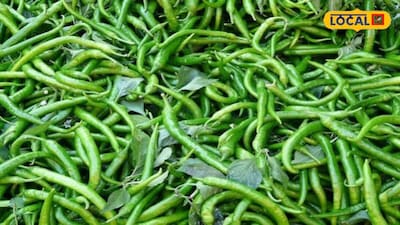 Protect Chilli Crops From Pests: Expert Shares Effective Prevention Methods