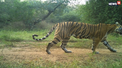 सरिस्का के जंगल में बढ़ा बाघों का कुनबा, ST-26 के दो शावक आए नजर