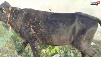 चाकसू में फिर मंडराया लम्पी वायरस का खतरा
