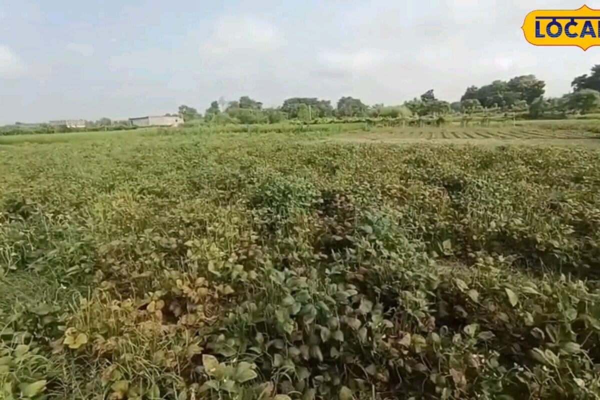 Vegetable Farming: सब्जियों का गढ़ है सीतामढ़ी का ये इलाका, पीढ़ियों से जारी है खास पारंपरिक खेती