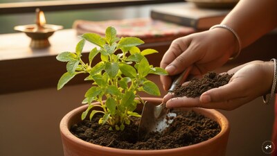 How to Keep Your Tulsi Plant Lush and Green Using This 1 Organic Ingredient