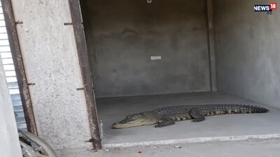 alwar crocodile rescue