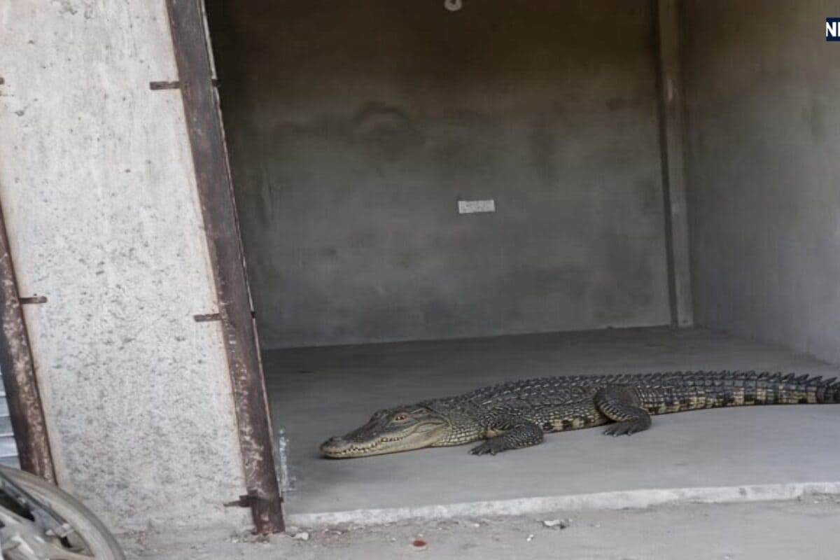 Alwar Crocodile Rescue: Crocodile shown under the bunk of five people sleeping in the shop