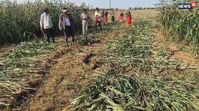 घूमना गांव में बाजरे के खेत में निकला 12 फीट लंबा अजगर