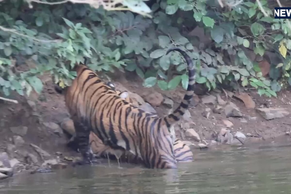 Wildlife Photographer Captures Playful Cubs of Tigress ST-2302 at Sariska Tiger Reserve