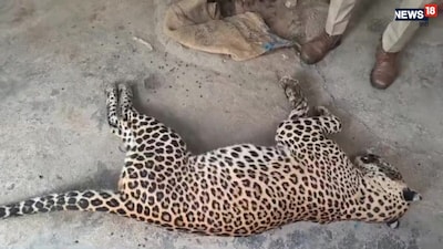 रामा गांव में तीन लोगों पर हमला करने वाली मादा पैंथर की मौत