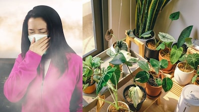 Boost Oxygen & Purify Air: 6 Indoor Plants to Grow Before Winter Arrives.