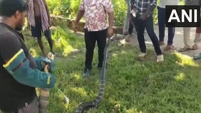 ओड‍िशा के गांव में न‍ि‍कला 14 फुट लंबा क‍िंग कोबरा. 